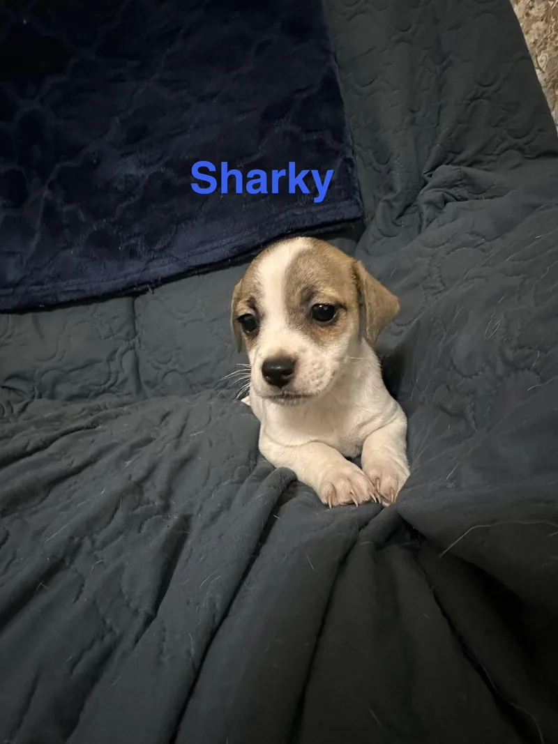 Sharky thumbnail 3