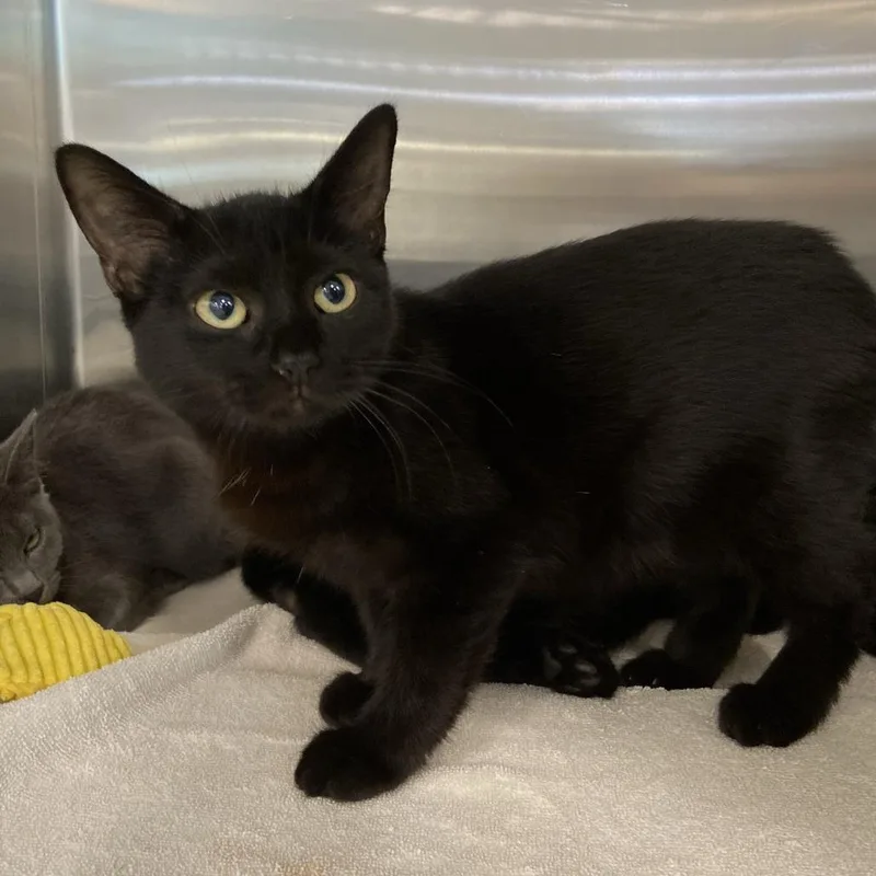A young small-sized female Domestic Short Hair cat named Great Dane for adoption in Washington Township, OH