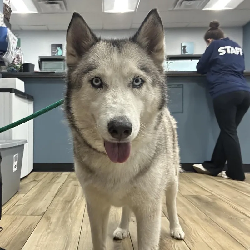 An adult large-sized male White / Cream Husky dog named Bear for adoption in Newark, NJ