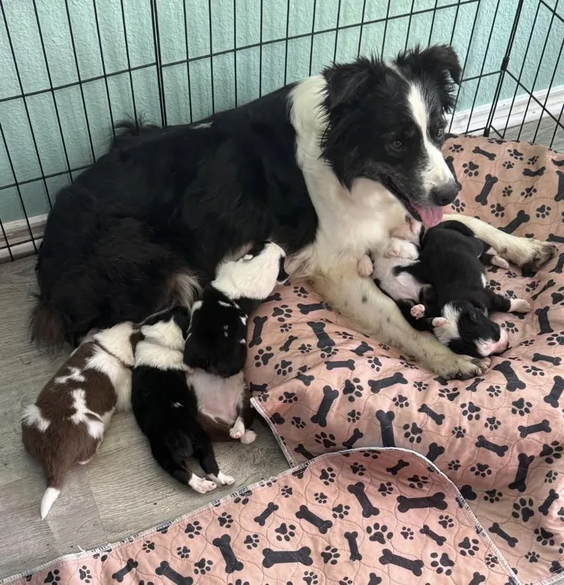 An adult medium-sized female Australian Shepherd dog named Moira Rose for adoption in Arlington, TX