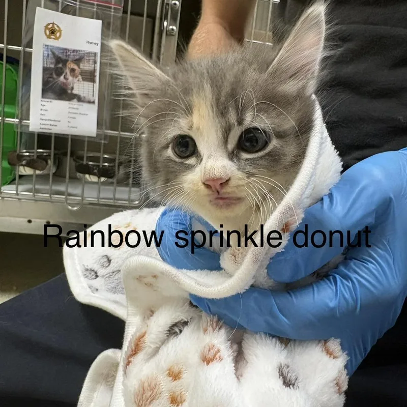A baby small-sized female Gray / Blue / Silver Domestic Medium Hair cat named Rainbow Sprinkle Donut for adoption in Windsor, VA