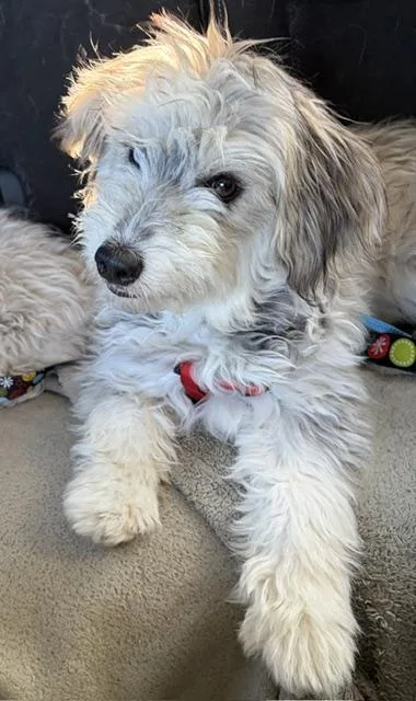 A baby small-sized female White / Cream Terrier dog named Willow for adoption in Las Vegas, NV