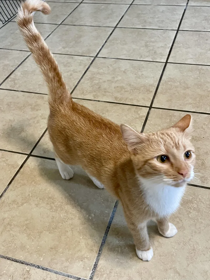 A young medium-sized female Orange & White Domestic Short Hair cat named Muffin for adoption in Lacon, IL