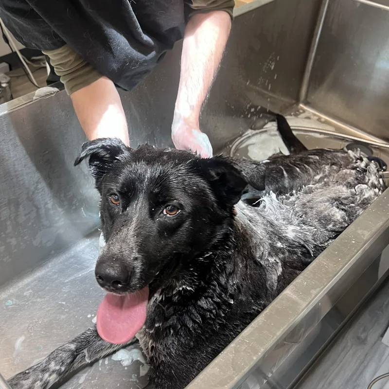 A young large-sized male Black Cattle Dog dog named Ray Ban for adoption in Wharton, TX