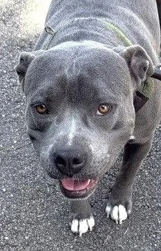 An adult large-sized female Pit Bull Terrier dog named Bluey for adoption in Carrollton, GA