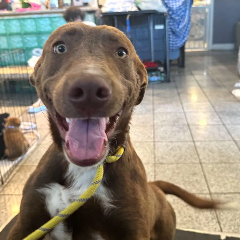 A young medium-sized male Brown / Chocolate Mixed Breed dog named Appa for adoption in San Francisco, CA