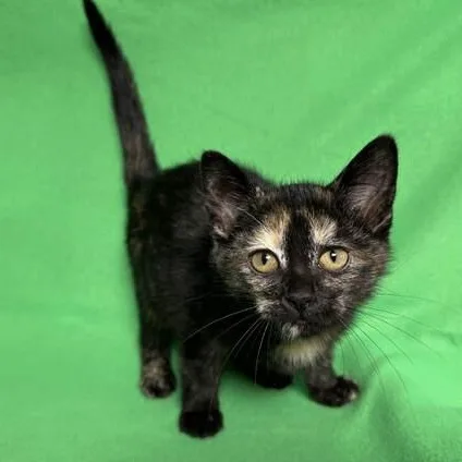 A baby medium-sized female Torbie Domestic Long Hair cat named Ruth for adoption in Benld, IL
