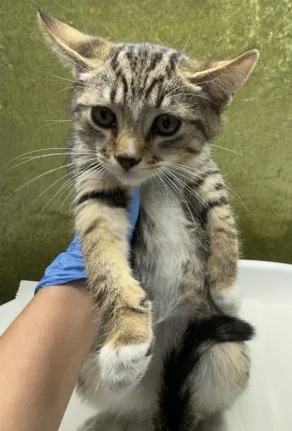 A baby small-sized male Domestic Short Hair cat named Bub for adoption in Riverside, CA