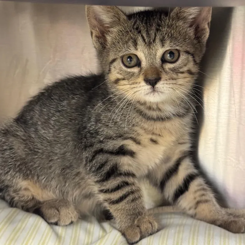 A baby small-sized female Brown / Chocolate Domestic Short Hair cat named Amber for adoption in West Palm Beach, FL