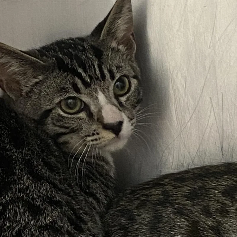 A baby medium-sized male Black Domestic Medium Hair cat named Jelly for adoption in Auburn, AL