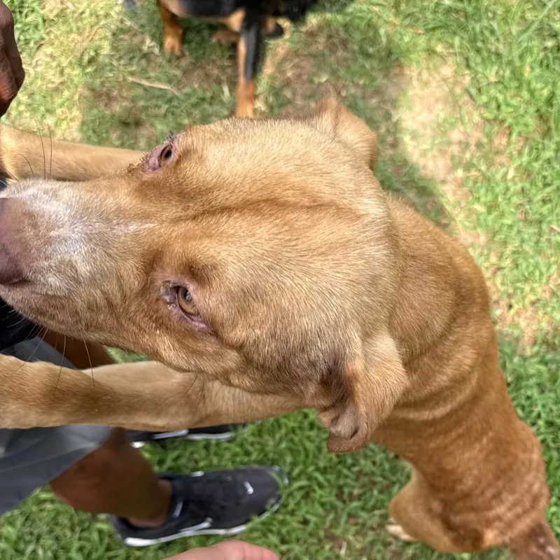 A young medium-sized male Shepherd dog named Mace for adoption in Jacksonville, AR