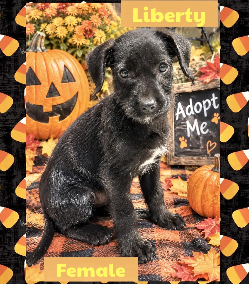 A baby small-sized female Dachshund dog named Liberty for adoption in Manchester, CT