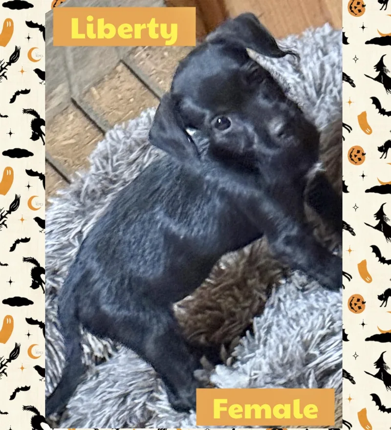 Liberty thumbnail 3