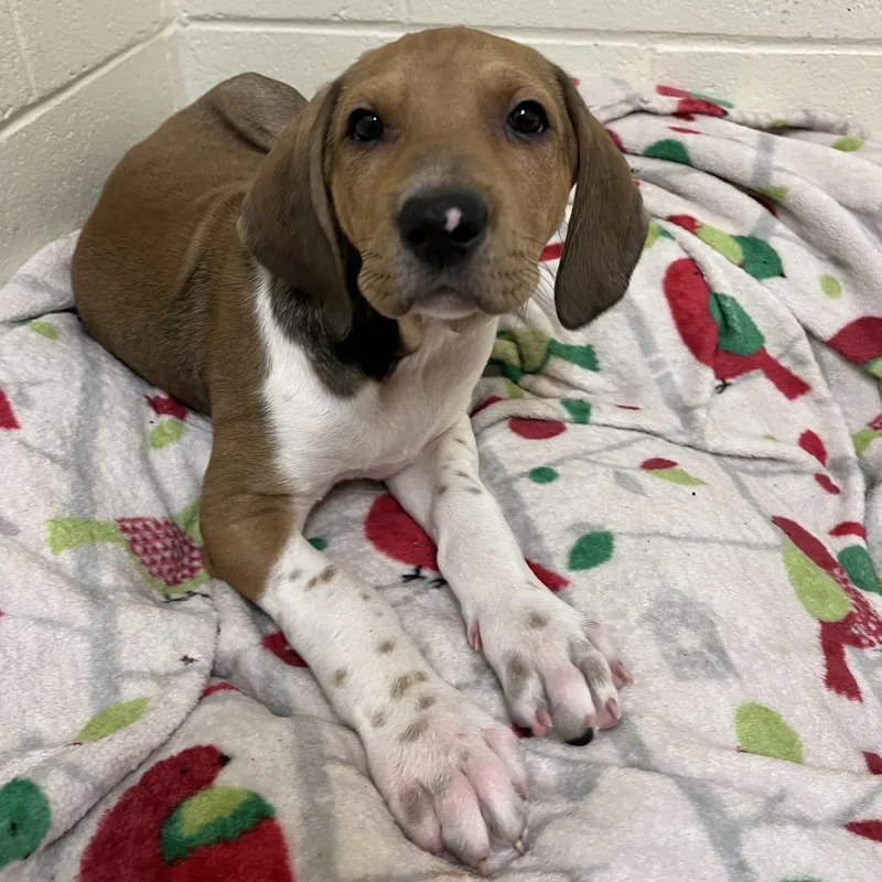 Benedict thumbnail 2