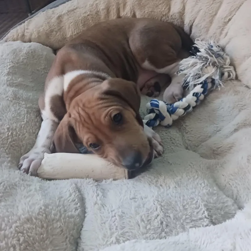 Benedict thumbnail 3