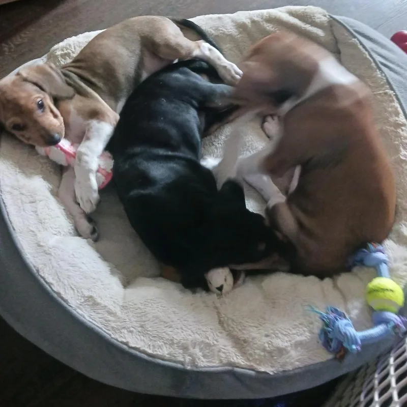 Benedict thumbnail 4