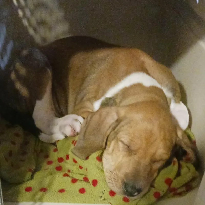 Benedict thumbnail 5