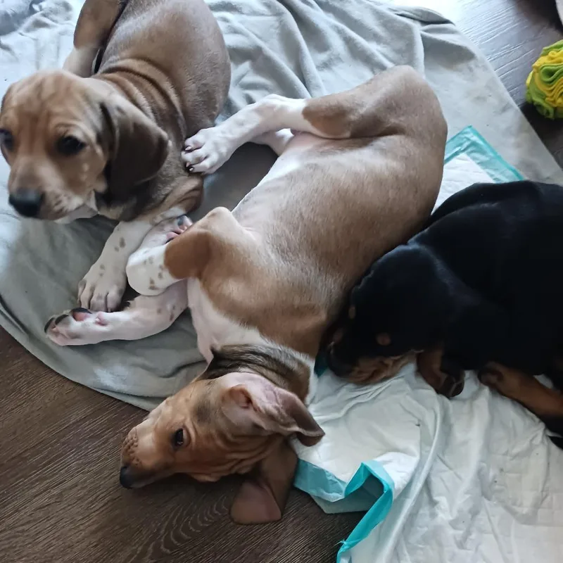 Benedict thumbnail 6