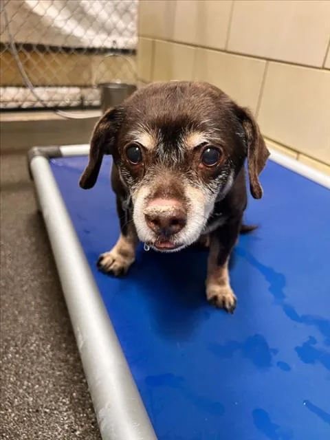 A senior small-sized male Chihuahua dog named Goober for adoption in Woodland, CA