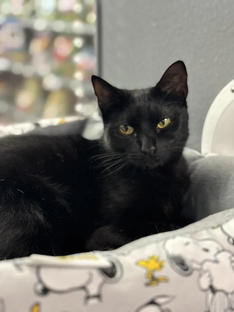 A young medium-sized male Black Domestic Short Hair cat named Scarlet for adoption in Deltona, FL
