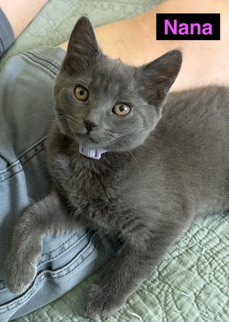 A baby small-sized female Gray / Blue / Silver Russian Blue cat named Nana for adoption in Turnersville, NJ