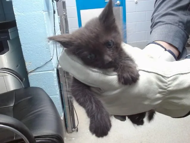 A baby small-sized male Domestic Short Hair cat named Frank for adoption in Albuquerque, NM