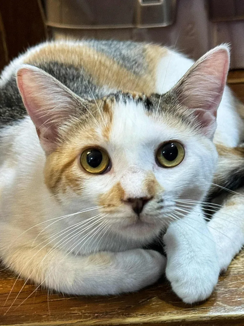A young medium-sized female Calico cat named Edith for adoption in Sioux Falls, SD