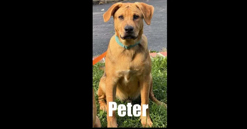 A baby medium-sized male Hound dog named Peter for adoption in harrison city, PA