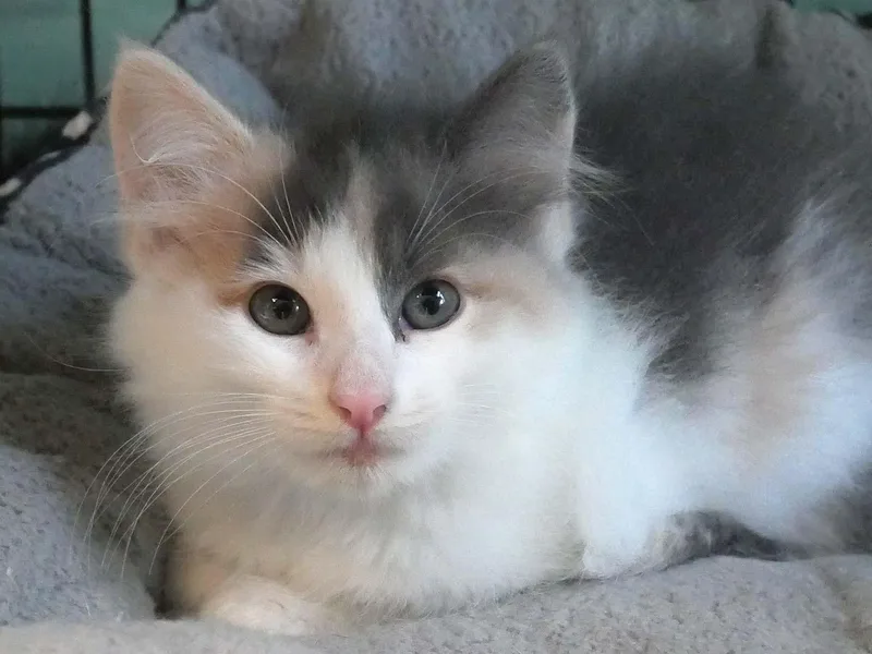 A baby small-sized female Blue Cream Dilute Calico cat named Butterfly for adoption in Bloomingdale, NJ