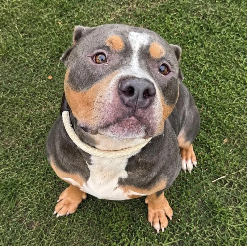 A young medium-sized male Tricolor (Brown, Black, & White) Pit Bull Terrier dog named Leo for adoption in Jersey city, NJ