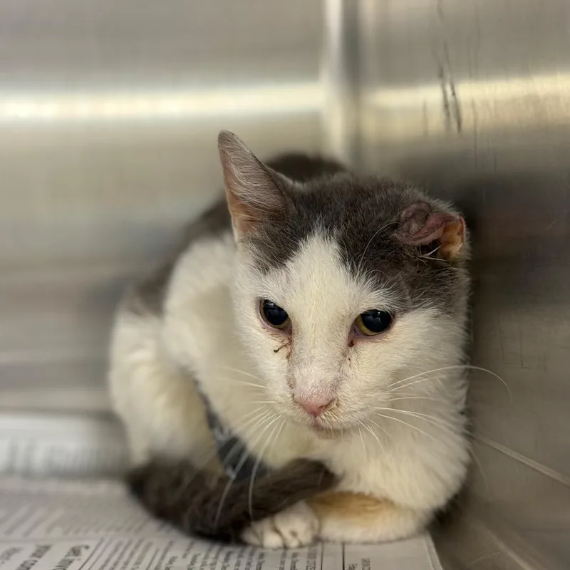 A senior medium-sized male Gray / Blue / Silver Domestic Short Hair cat named Noir for adoption in Pauls Valley, OK