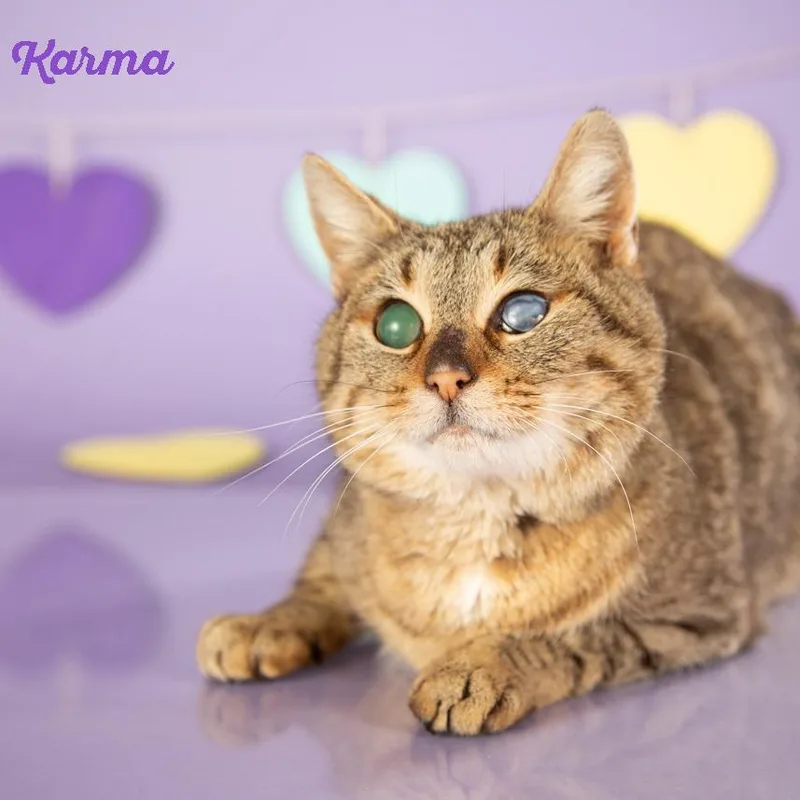 An adult small-sized female Brown / Chocolate Domestic Short Hair cat named Karma for adoption in Springfield, MO