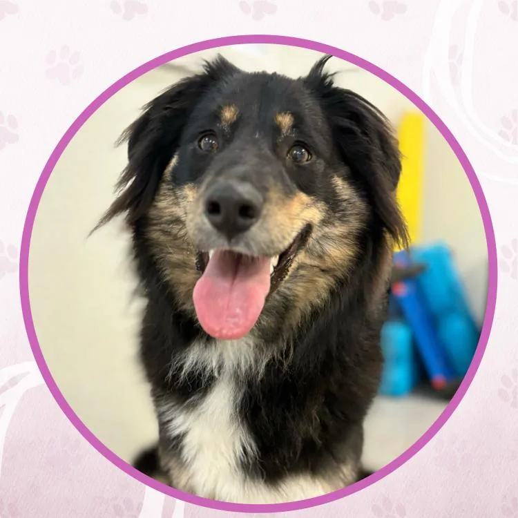 A baby medium-sized female Bicolor Mixed Breed dog named Fenty for adoption in Toms River, NJ