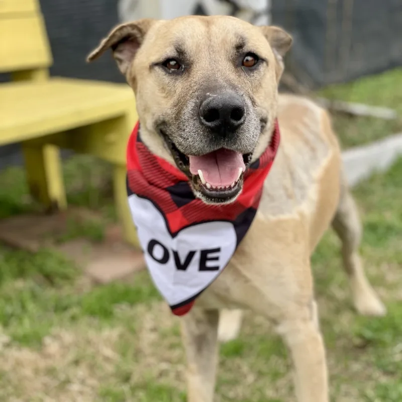 An adult large-sized male Yellow / Tan / Blond / Fawn Black Mouth Cur dog named Max for adoption in Bastrop, TX