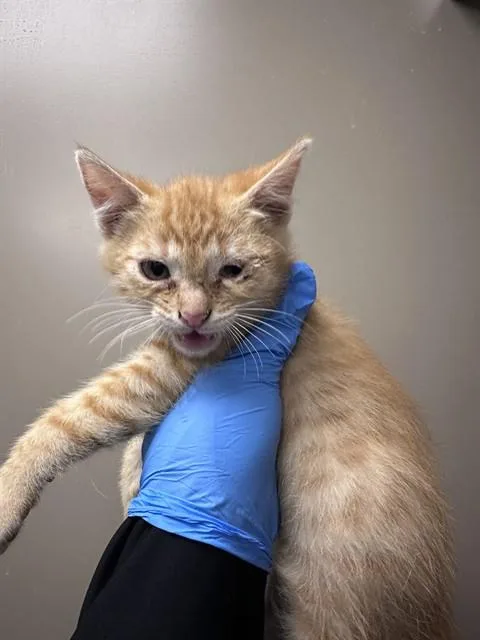 A baby small-sized male Domestic Short Hair cat named Oliver for adoption in Ontario, CA