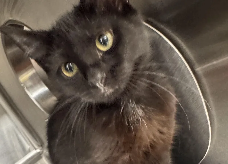 A baby small-sized female Domestic Short Hair cat named Nala for adoption in Chico, CA