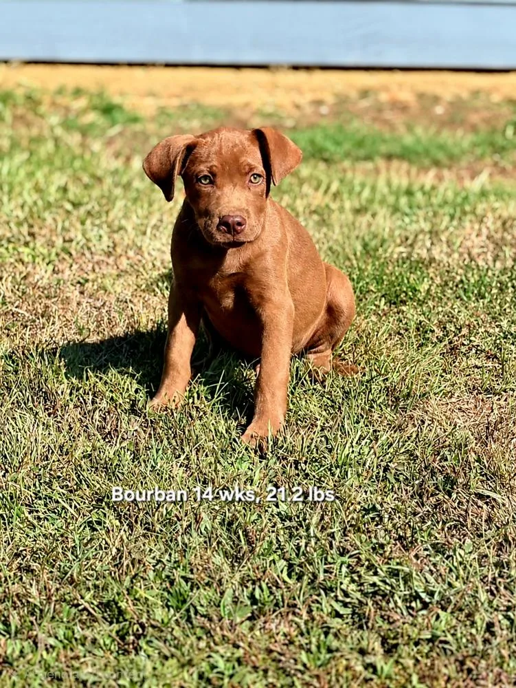 A baby medium-sized male Brown / Chocolate Retriever dog named Bourban for adoption in Norfolk, MA