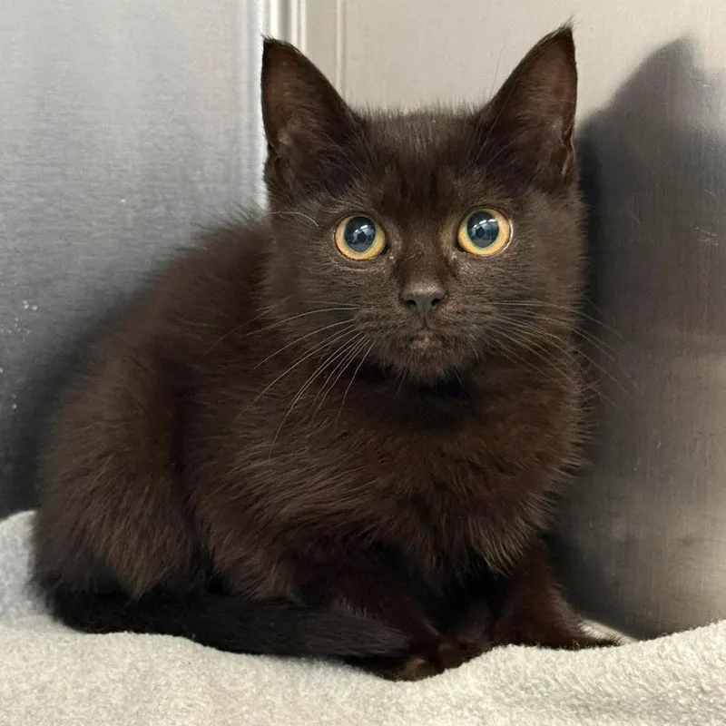 A baby small-sized male Black Domestic Short Hair cat named Dark Shadows for adoption in Martinsville, VA