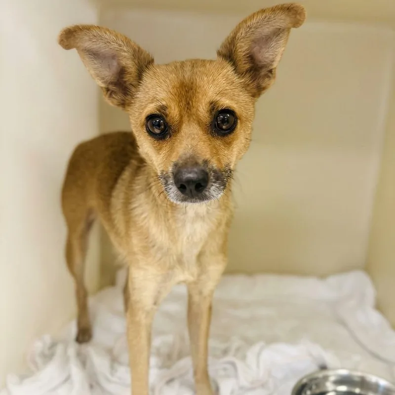 A young small-sized female Yellow / Tan / Blond / Fawn Chihuahua dog named Truffle for adoption in East Saint Louis, IL