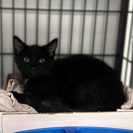 A baby small-sized male Black Domestic Short Hair cat named Ivan for adoption in Davenport, IA