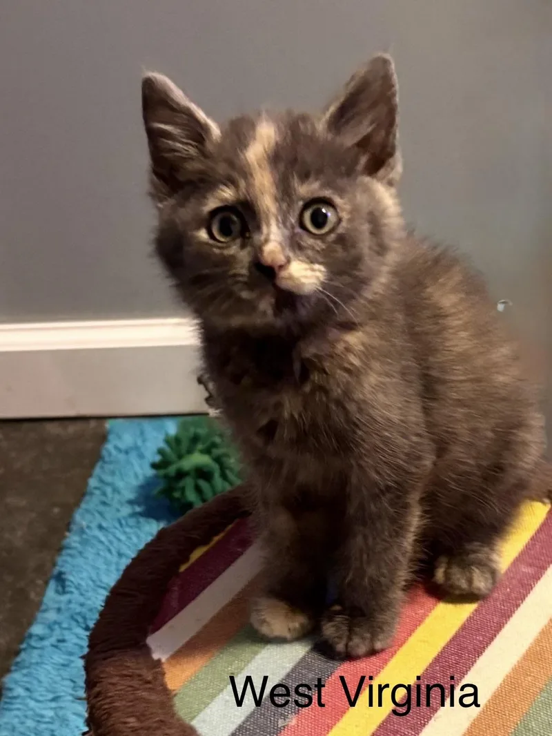 A baby medium-sized female Torbie Domestic Medium Hair cat named West Virginia for adoption in Franklin, OH