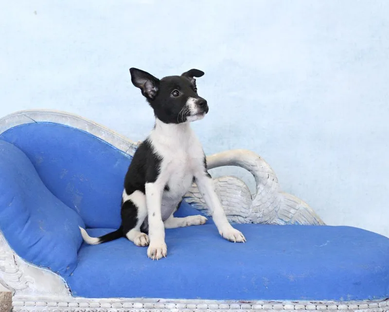 Dottie thumbnail 2