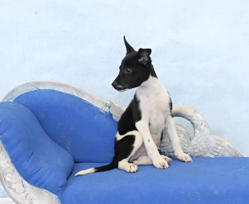 Dottie thumbnail 3
