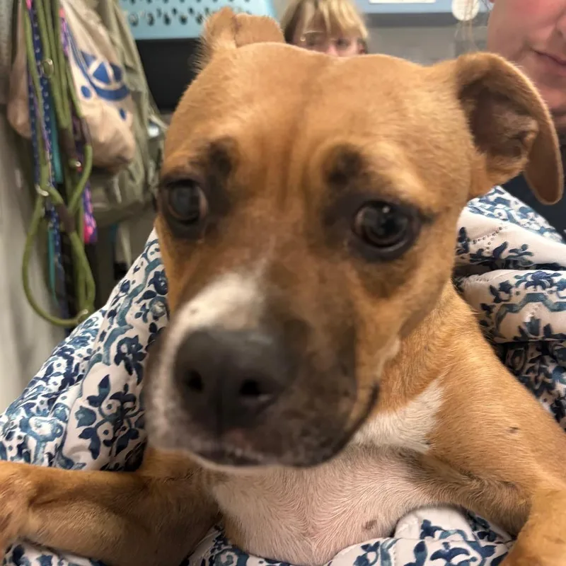 A young medium-sized female Brown / Chocolate Mixed Breed dog named Hotshot for adoption in Charleston, WV