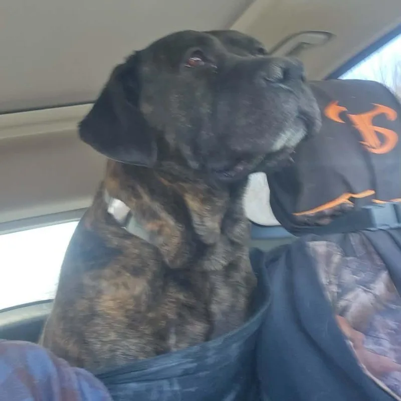 A senior large-sized female Brindle Cane Corso dog named Princess for adoption in manchester, PA