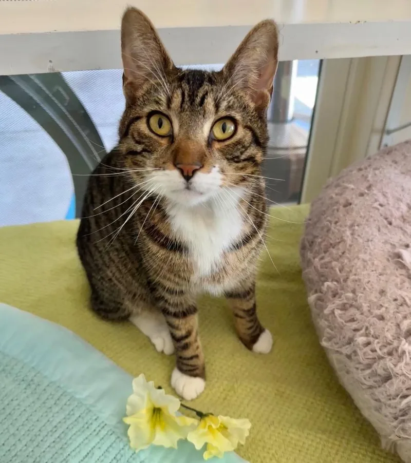 A young medium-sized male Domestic Short Hair cat named Peeta for adoption in Cambria, CA