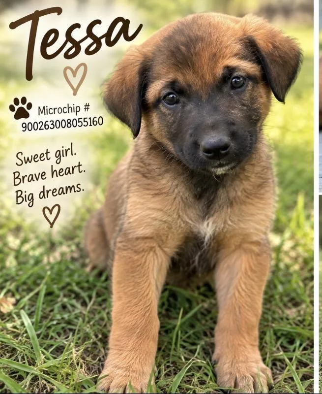 A baby medium-sized female Australian Cattle Dog / Blue Heeler dog named Tessa for adoption in Kiln, MS