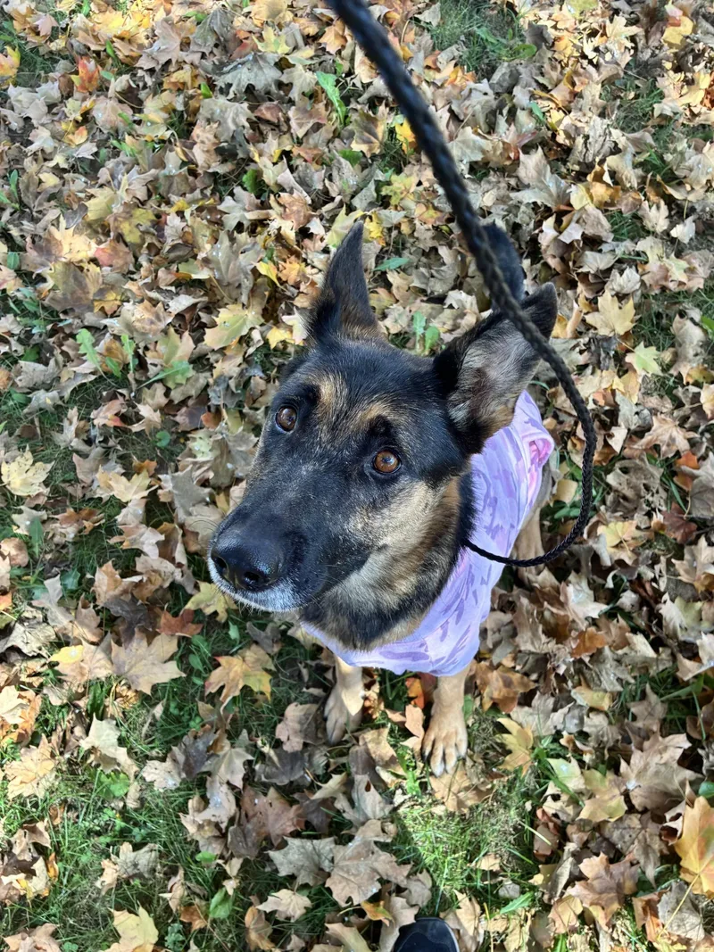 An adult medium-sized female German Shepherd Dog dog named Maggie for adoption in Upper Sandusky, OH