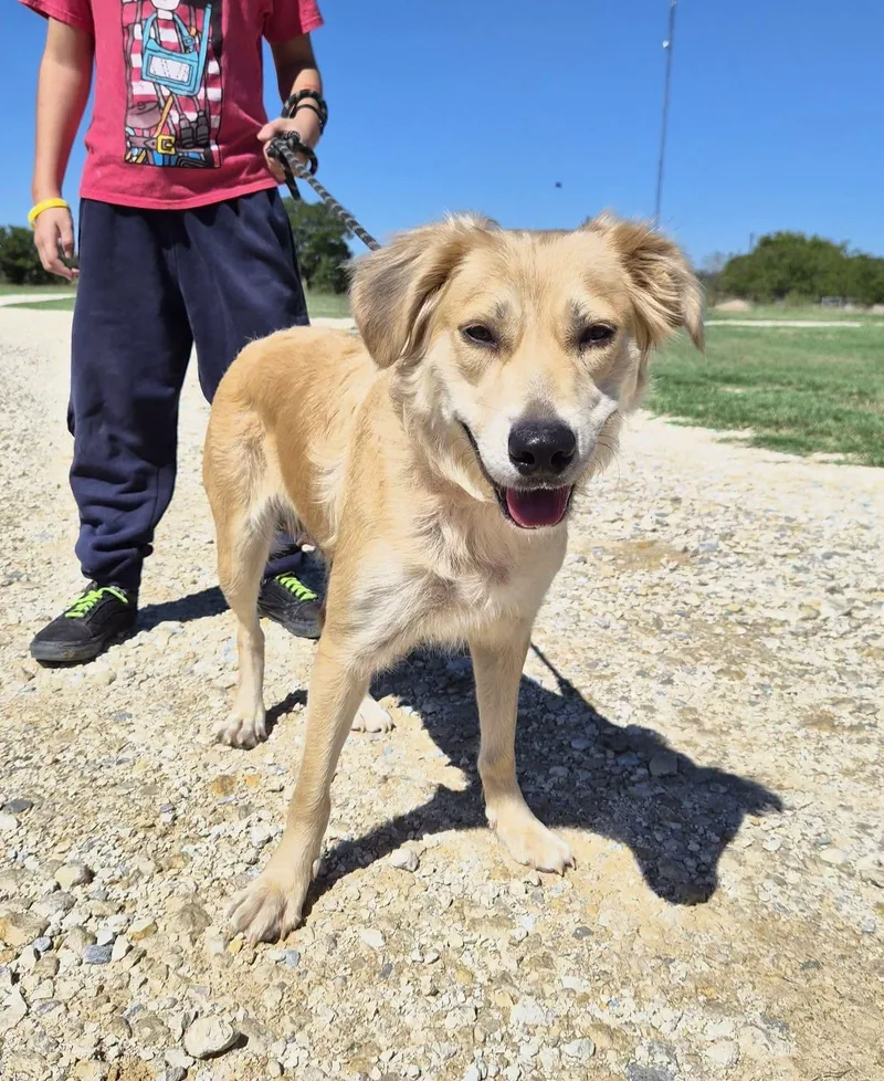 A young medium-sized female Golden Retriever dog named Wednesday for adoption in Montague, TX