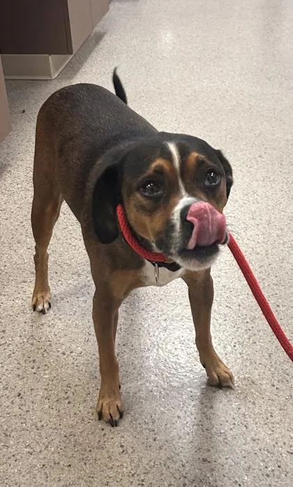 An adult medium-sized male Boxer dog named Chico for adoption in Fishers, IN